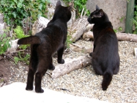 Hamish and Dougal